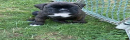 Boxer dogs for sale: Colonia - Ad 16