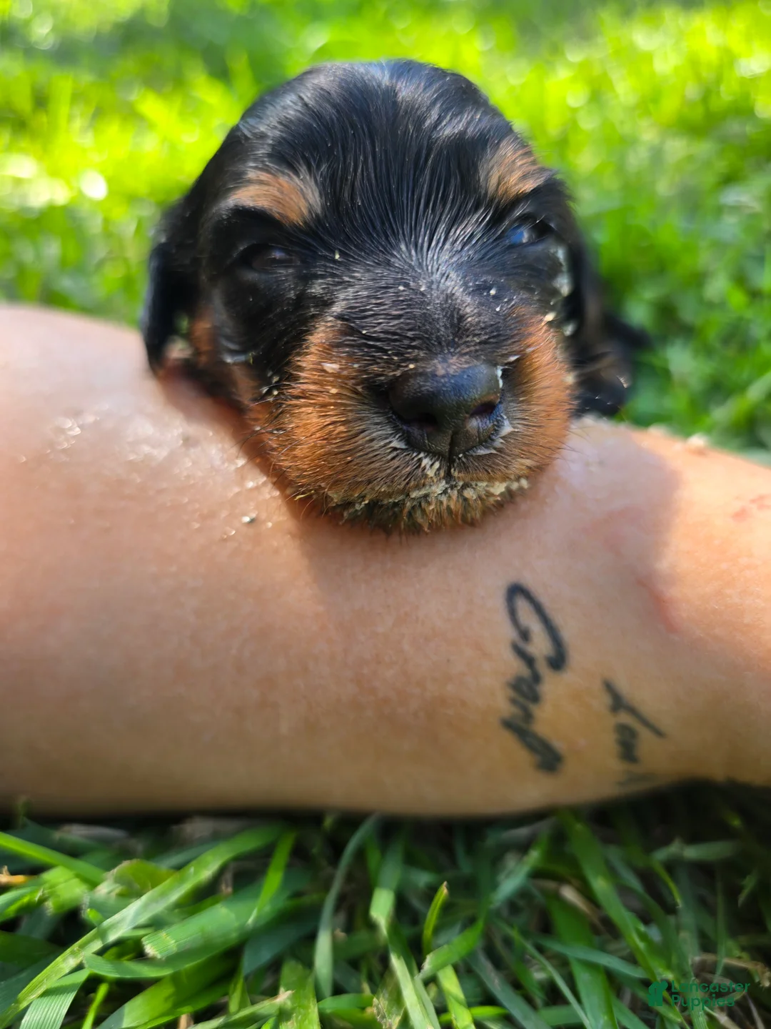 Mixed Breed dogs for sale: Susie - Ad 2