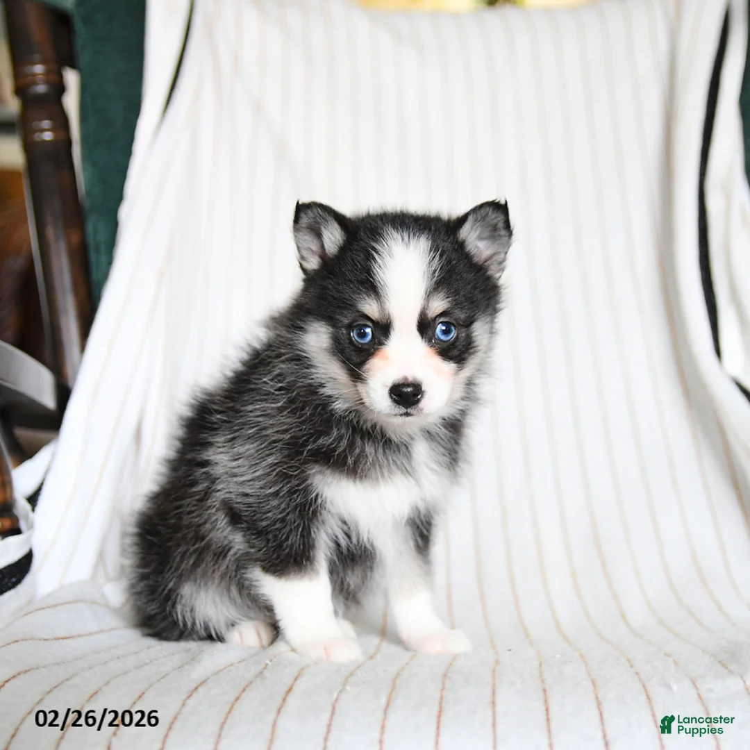 Pomsky dogs for sale: Puddles - Ad 2