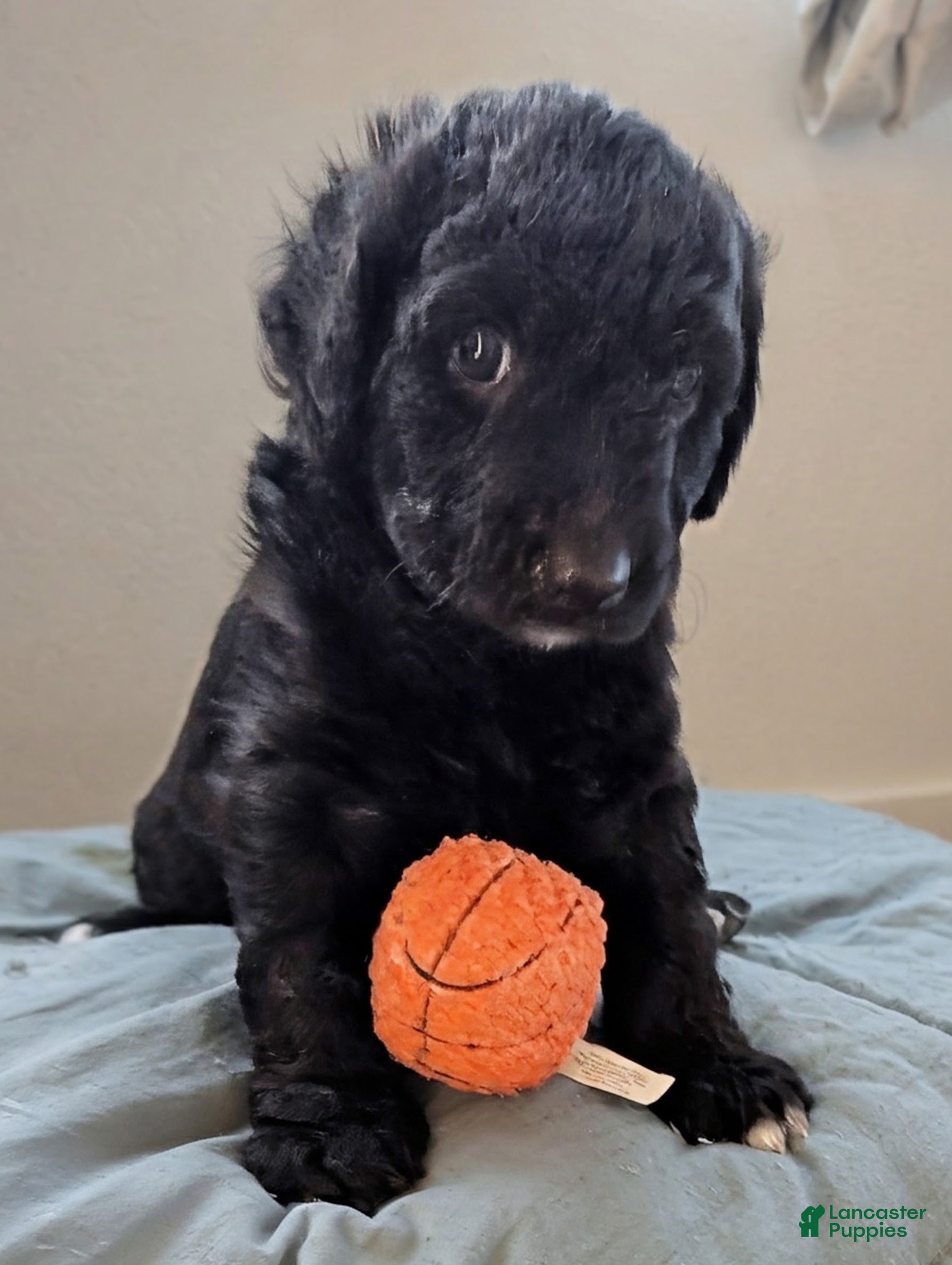 Mixed Breed dogs Golden Aussiedoodle 4 - Ad 31