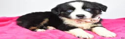 Miniature Australian Shepherd dogs for sale: Olivia - Ad 3