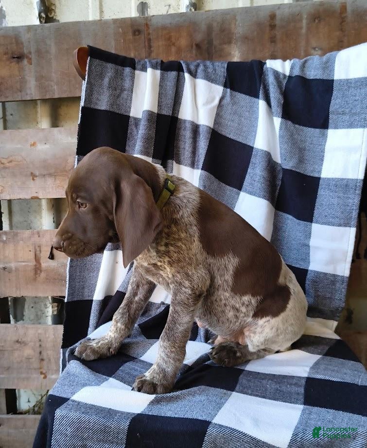 German Shorthaired Pointer dogs Jasper - Ad 2