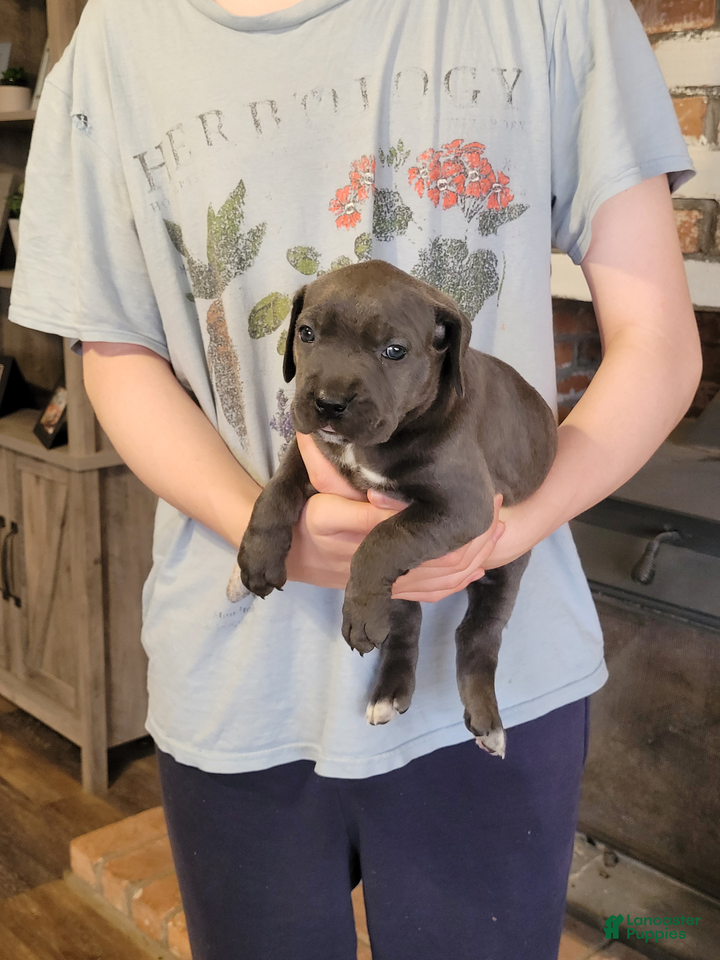 Cane Corso dogs Sol - Ad 2