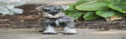Miniature Schnauzer dogs for sale: Qeleigh Miniature Schnauzer  - Ad 7