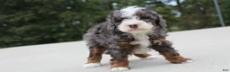 Mini Bernedoodle dogs for sale: Bentley  - Ad 4