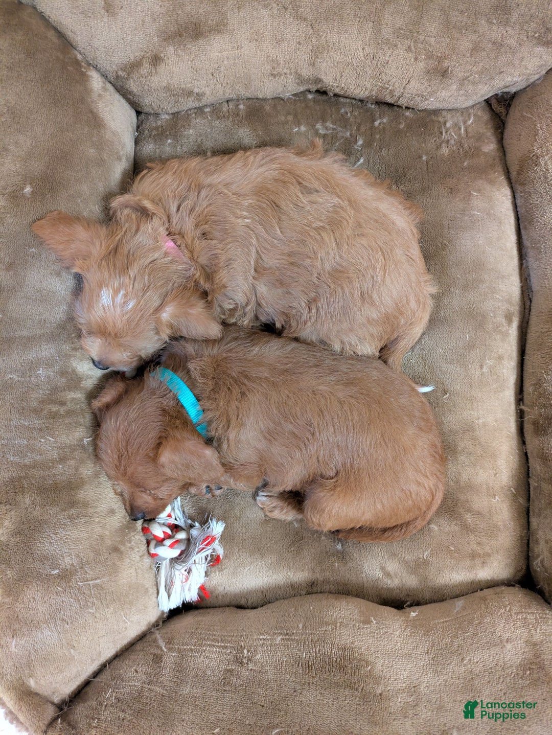 Jackapoo dogs for sale: Jasper - Ad 14