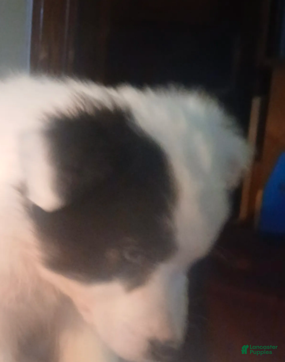 Australian Shepherd dogs for sale: Cinne - Ad 5