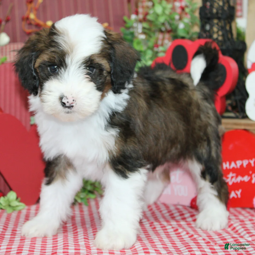 Mixed Breed dogs for sale: Denver - Ad 2