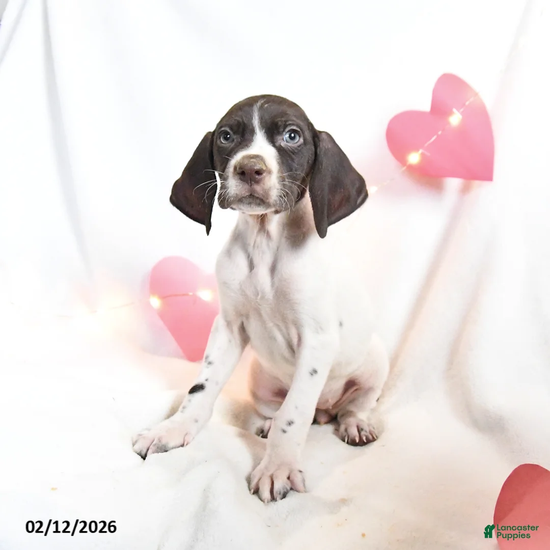 German Shorthaired Pointer dogs for sale: Remi  - Ad 1