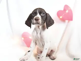 German Shorthaired Pointer dogs Remi - Ad 5