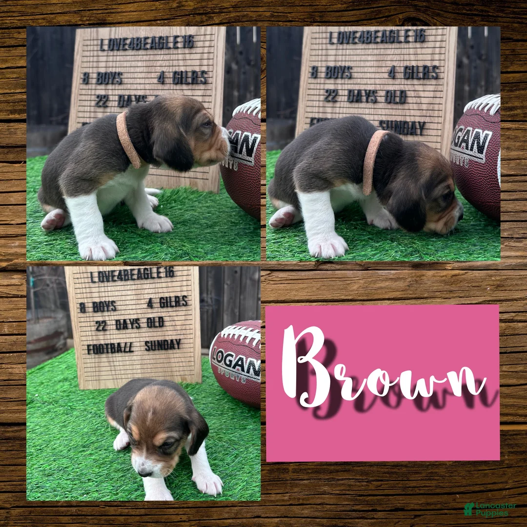 Beagle dogs for sale: Beagle Puppy 8 - Ad 1