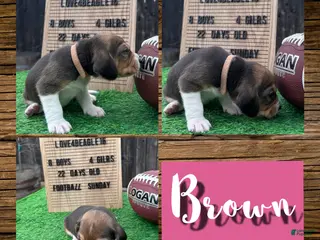 Beagle dogs Beagle Puppy 8 - Ad 32