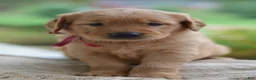 Golden Retriever dogs for sale: Red Collar - Ad 1