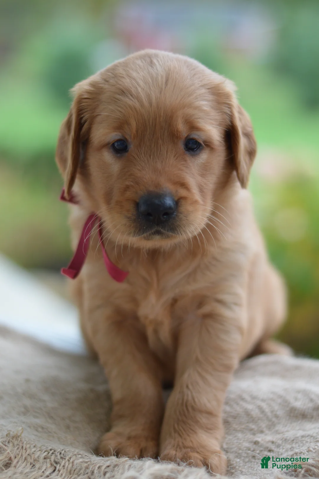 Golden Retriever dogs for sale: Red Collar - Ad 1