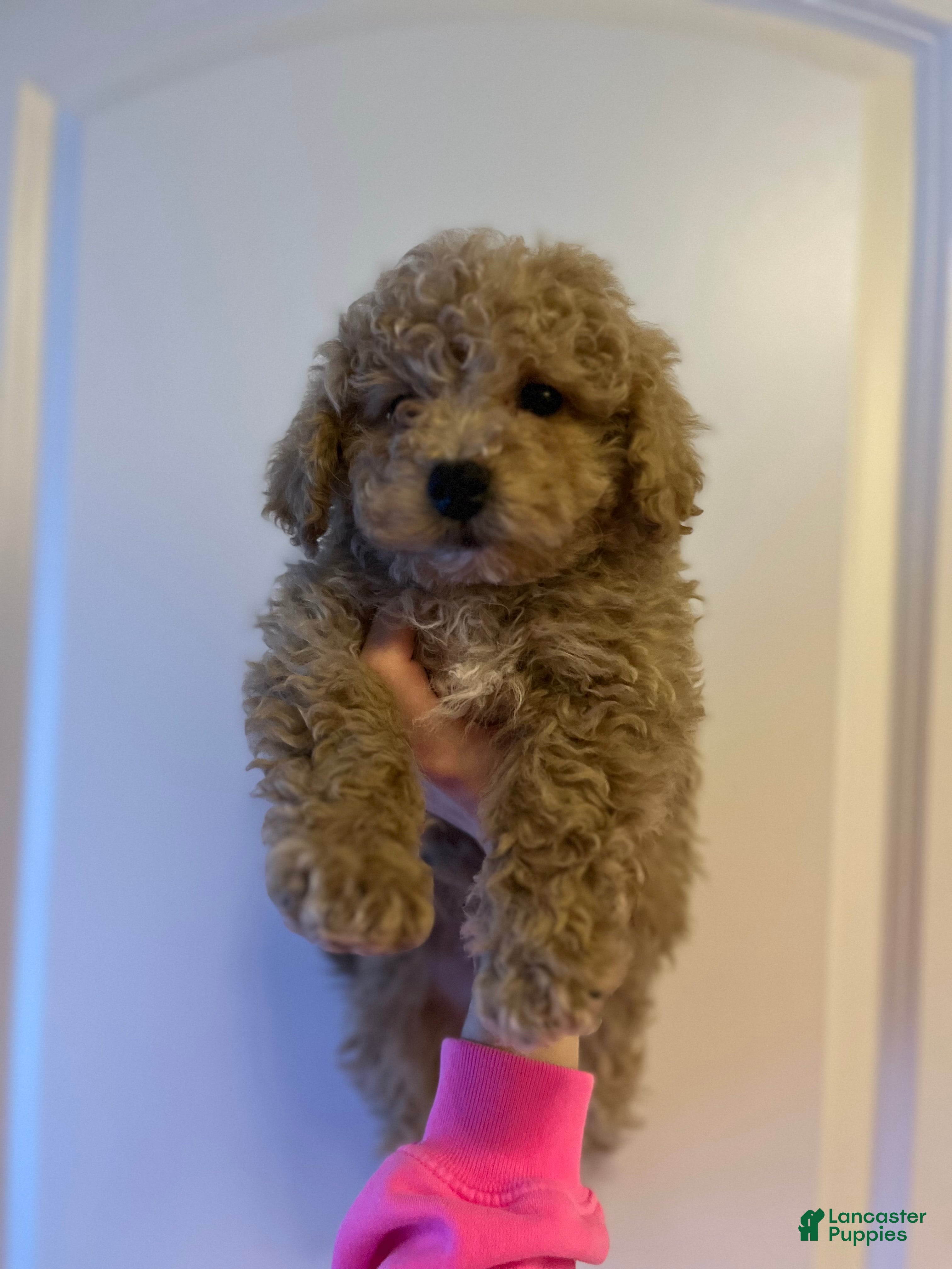 Mini Goldendoodle dogs Louie - Ad 2