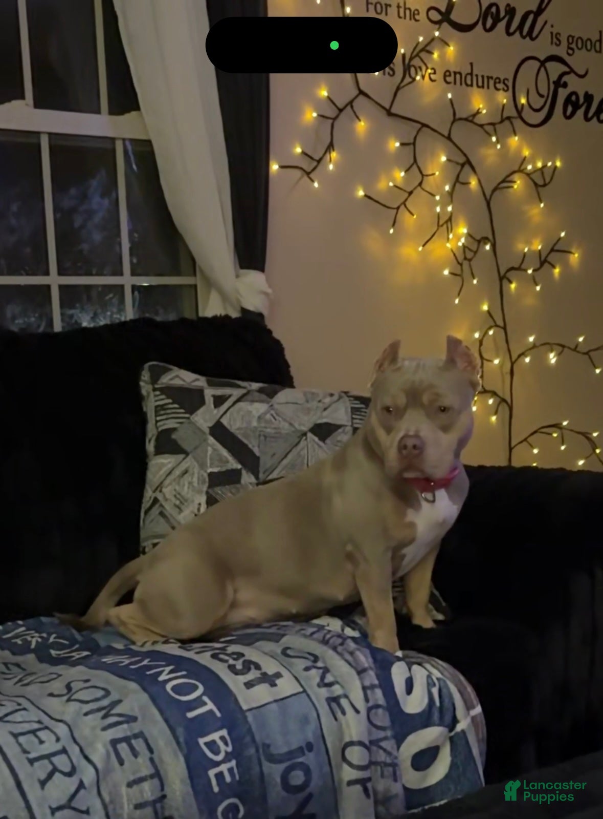 American Bully dogs American Bully Puppy 1 - Ad 8