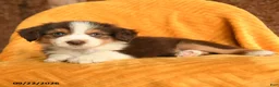 Mixed Breed dogs for sale: Hazel - Ad 2