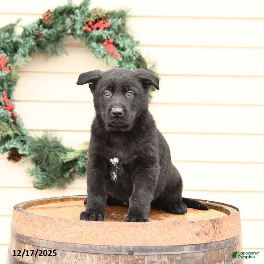 German Shepherd dogs Buddy - Ad 18