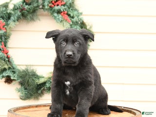 German Shepherd dogs Buddy - Ad 18