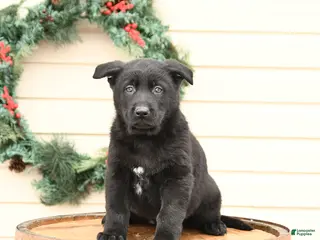 German Shepherd dogs Buddy - Ad 1