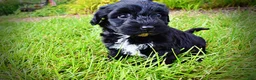 Havapoo dogs for sale: Harmony - Ad 9