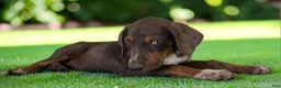 Catahoula Leopard Dog dogs for sale: Gypsie 2026 Female 1 - Ad 7