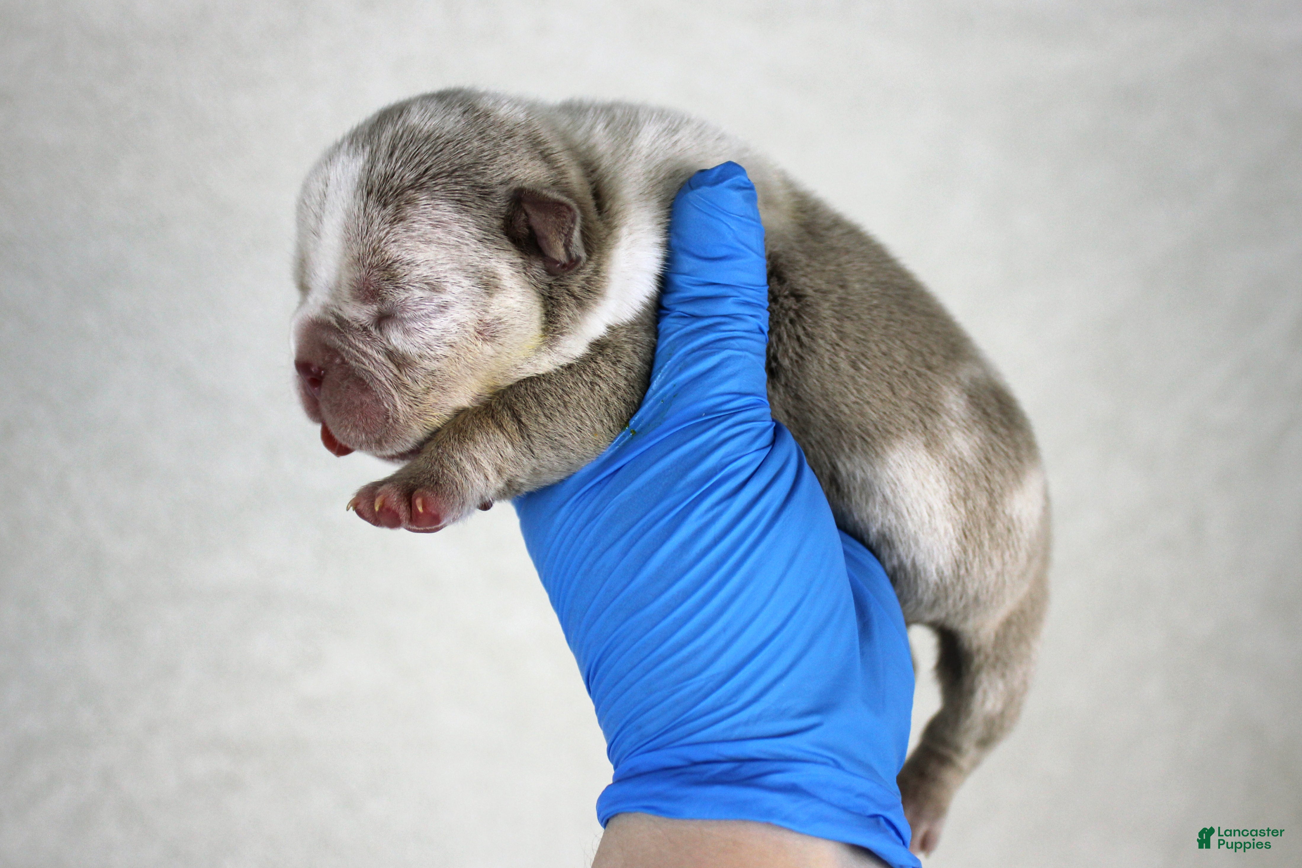 American Bully dogs Lilac Merle Male - Ad 41