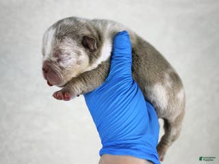 American Bully dogs Lilac Merle Male - Ad 41