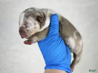 American Bully dogs Lilac Merle Male - Ad 28