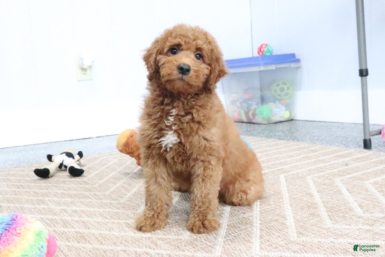 Mini Goldendoodle dogs Murphy - Ad 2