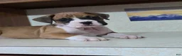 Boxer dogs for sale: Charlie - Ad 5