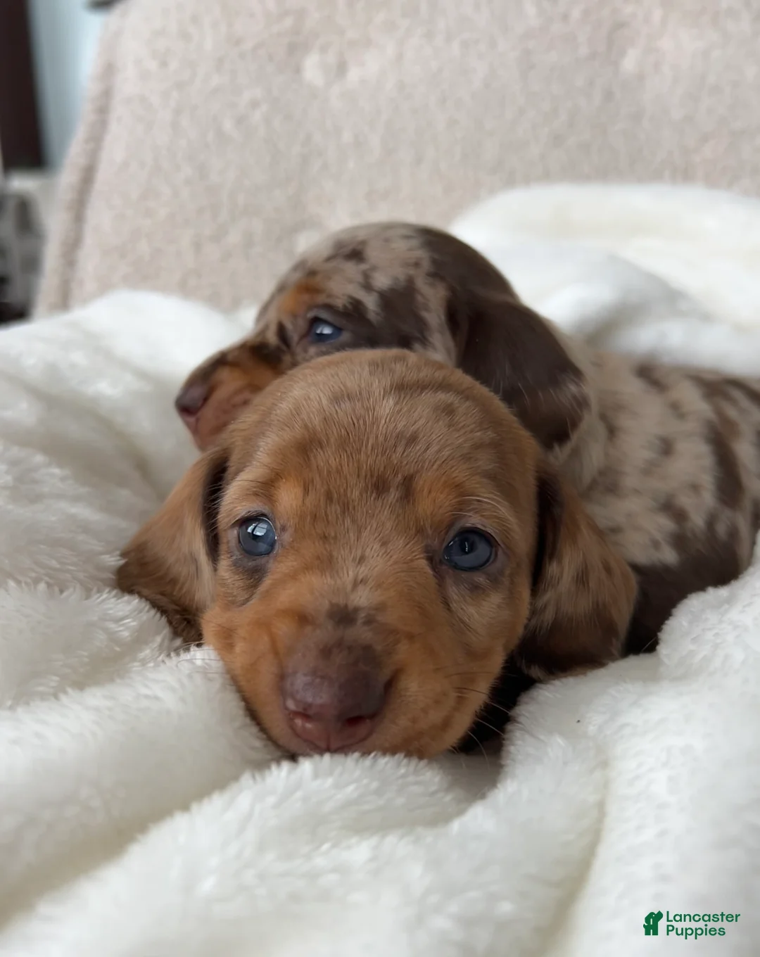 Miniature Dachshund dogs for sale: Dasher - Ad 4