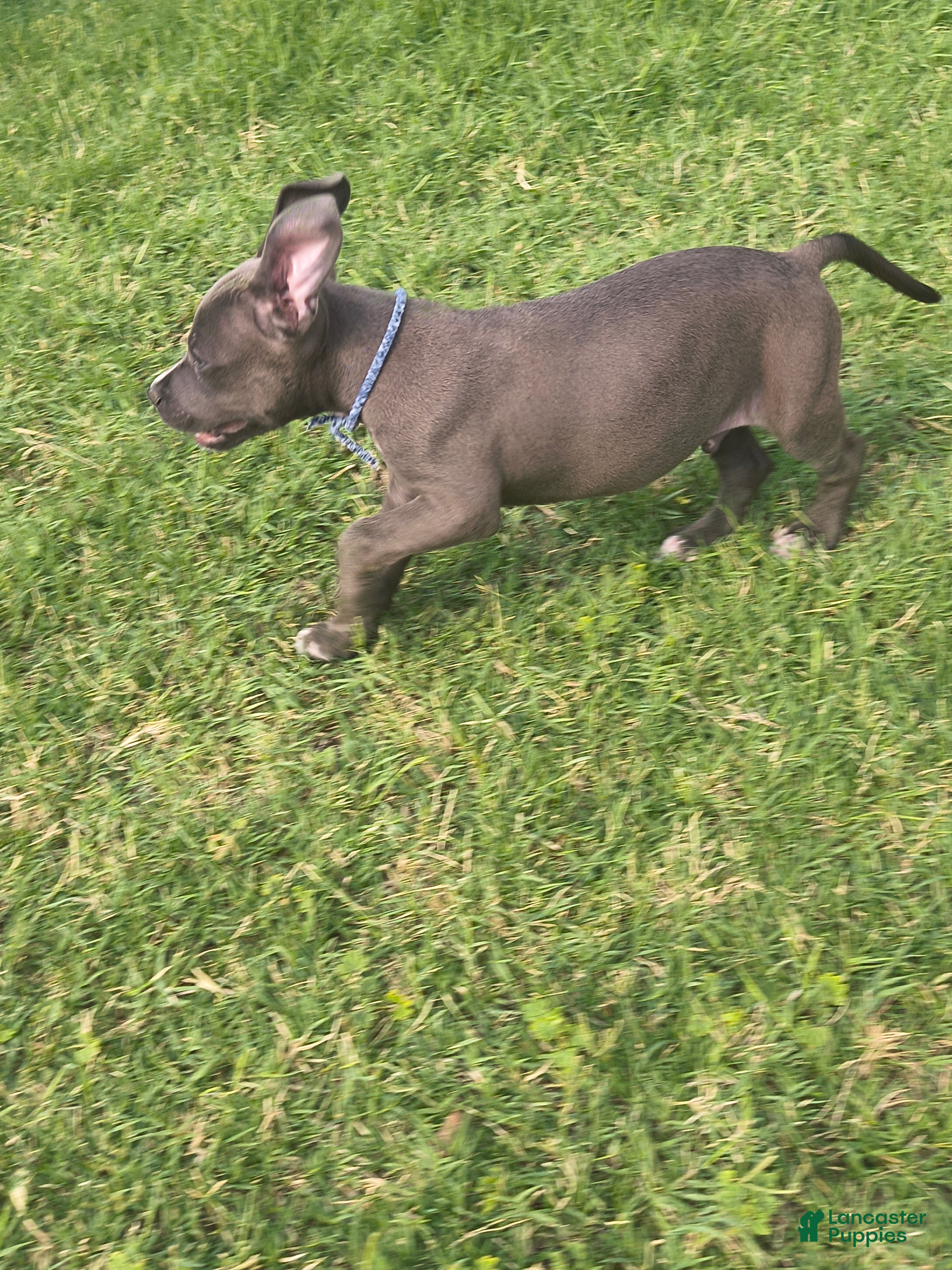 American Pit Bull Terrier dogs Chuck - Ad 9