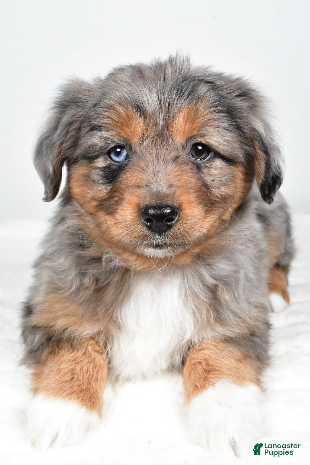 Miniature Australian Shepherd dogs for sale: Roscoe - Ad 7