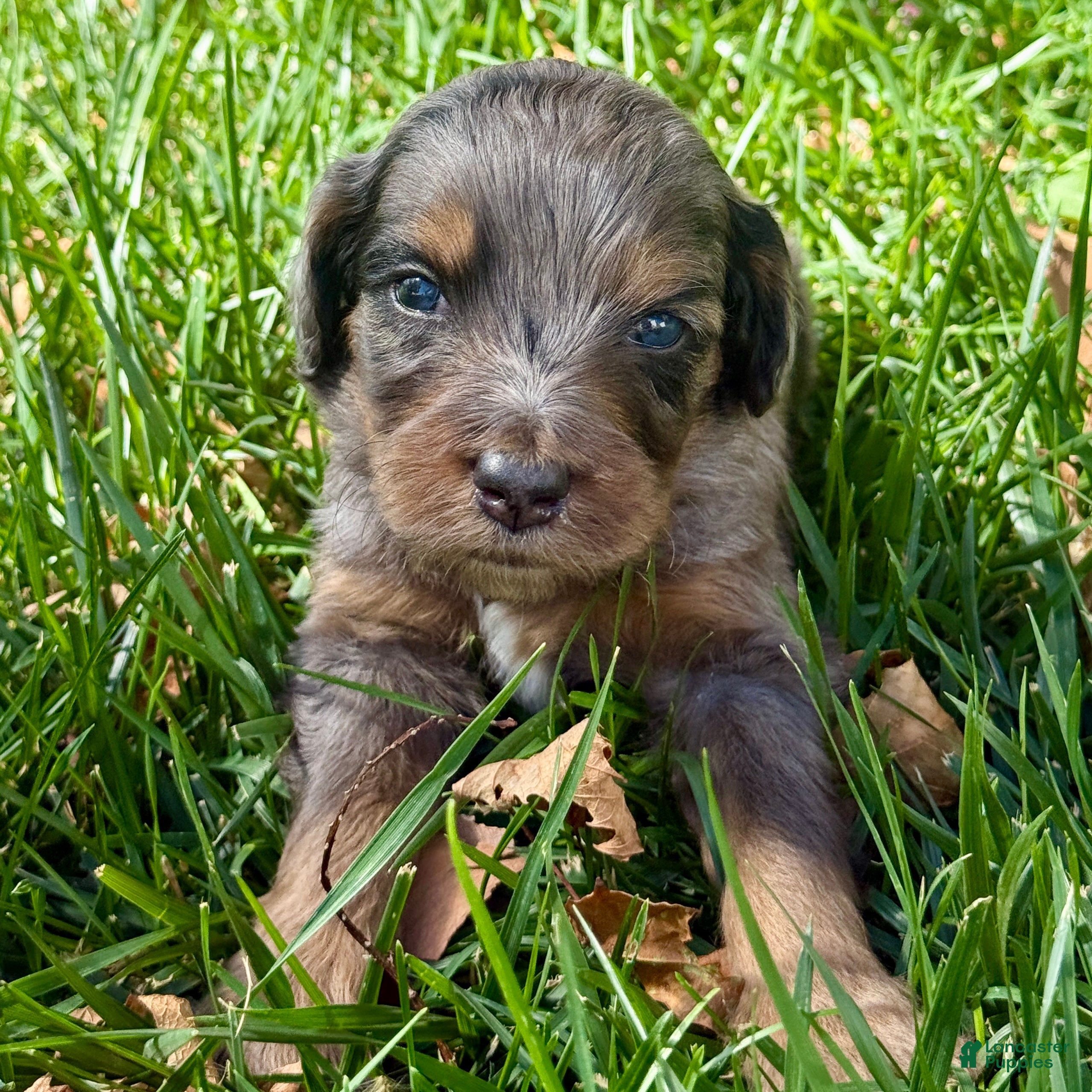 Bernedoodle dogs Freddie - Ad 1