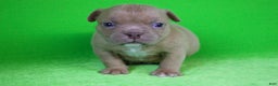 American Bully dogs for sale: Lilac Male - Ad 1