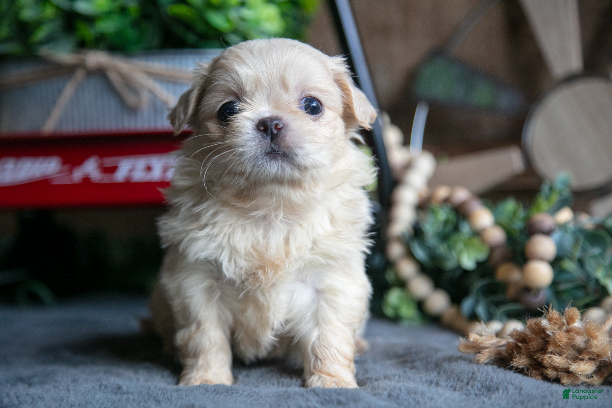Pekingese dogs Becky - Ad 2