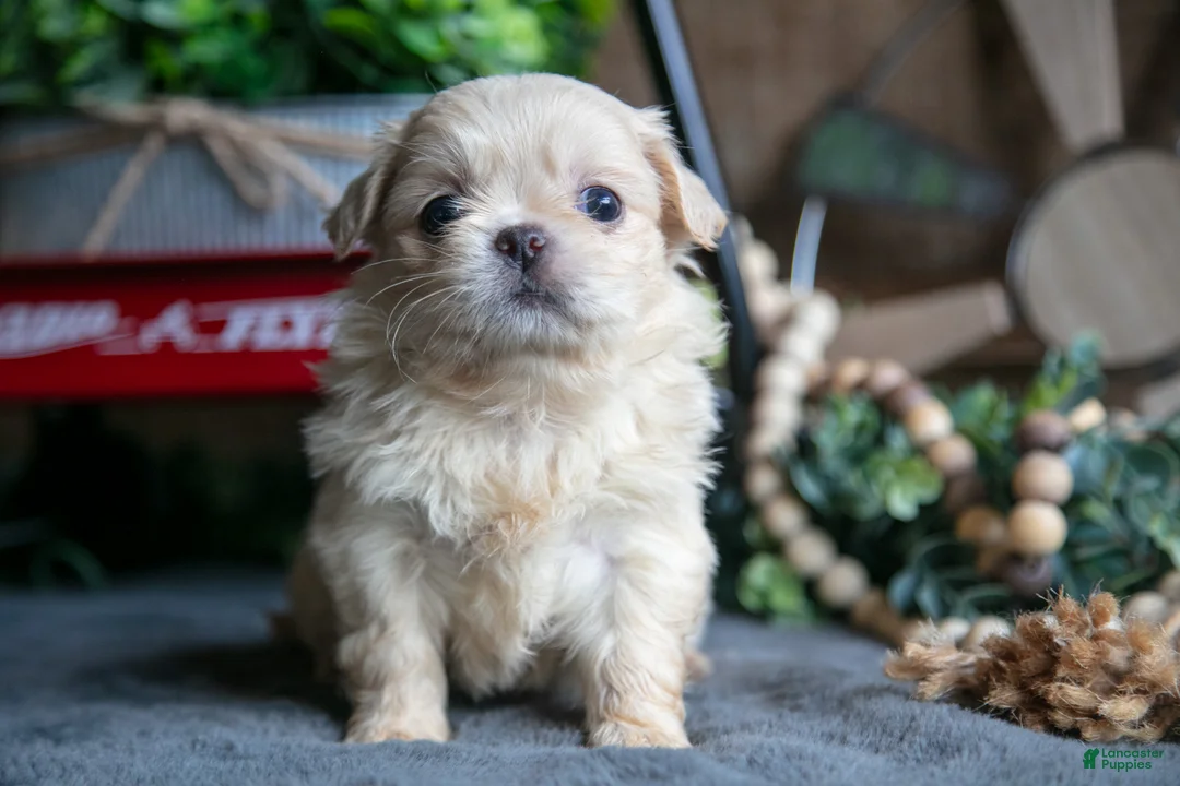 Pekingese dogs for sale: Becky - Ad 2