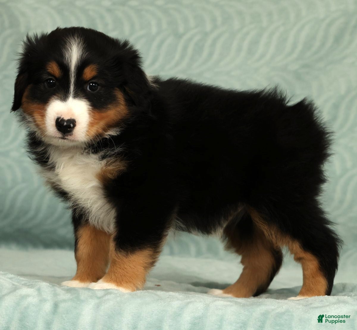 Australian Shepherd dogs for sale: Milo - Ad 5