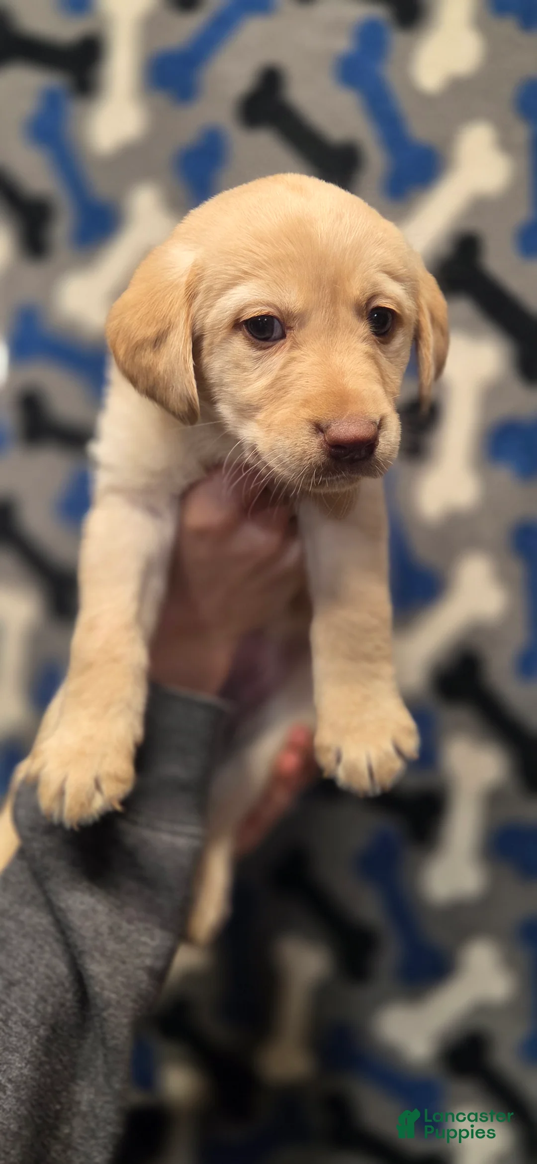 Labrador Retriever dogs for sale: Ruth - Ad 1