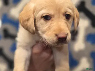 Labrador Retriever dogs Ruth - Ad 14