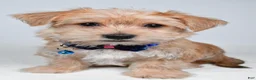 Morkie dogs for sale: Gunner - Ad 8