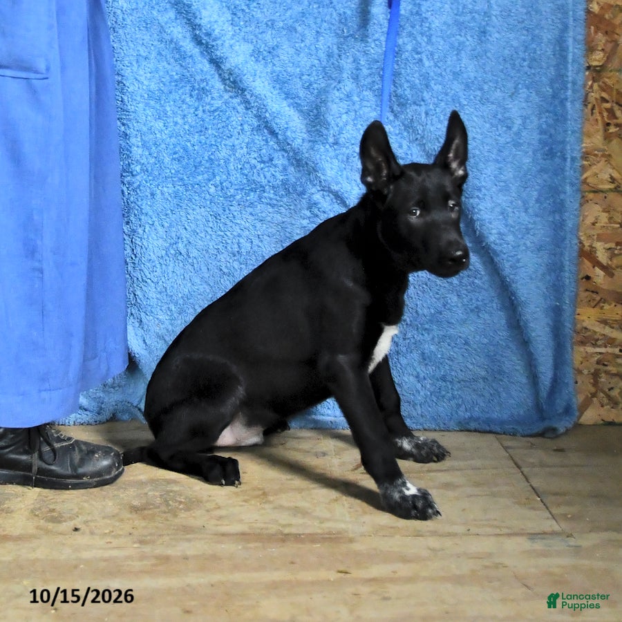 Belgian Malinois dogs for sale: Draco - Ad 2