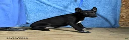 Belgian Malinois dogs for sale: Draco - Ad 7