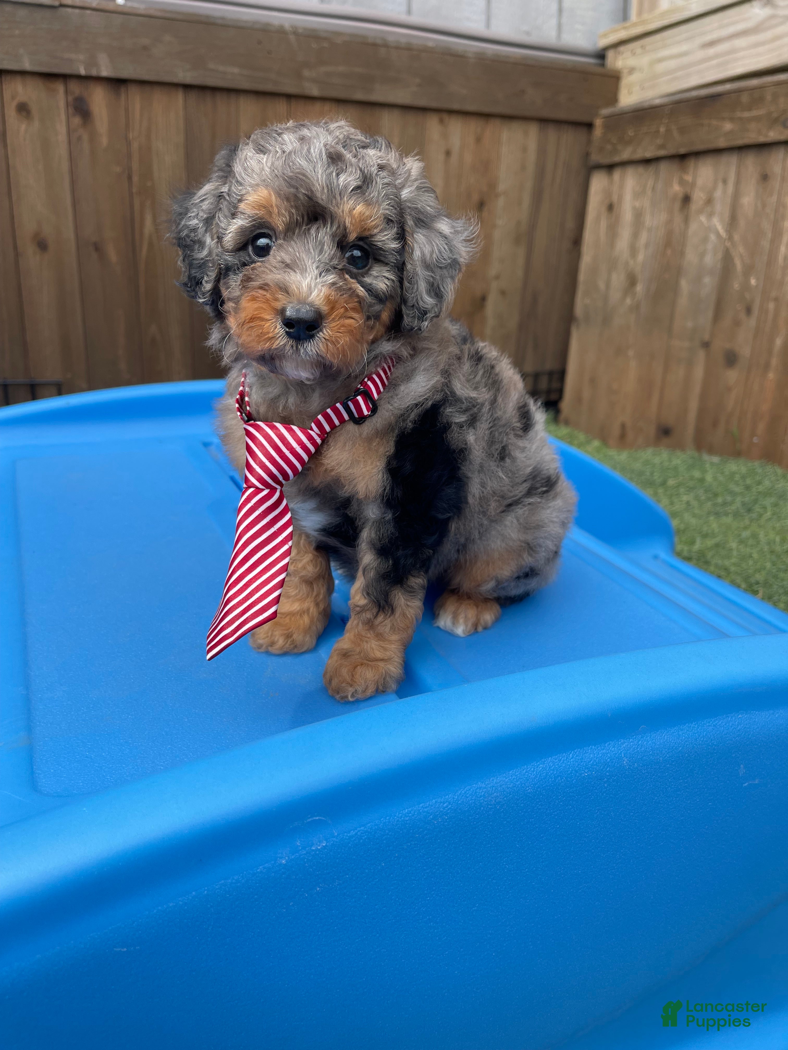 Miniature Poodle dogs Akc Clear 🧬 Blue Merle Phantom  - Ad 36