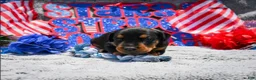 Doberman Pinscher dogs for sale: Boy 1 - Ad 3