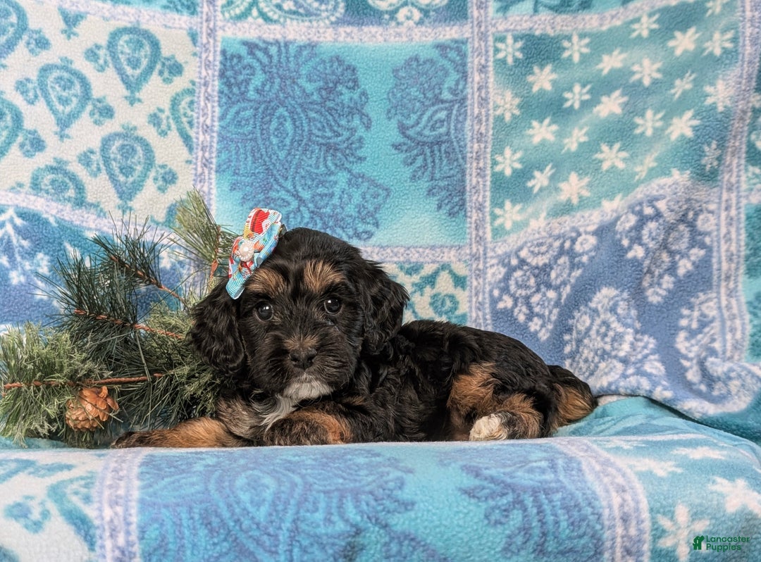 Cockapoo dogs for sale: Chantell Hypoallergenic - Ad 4