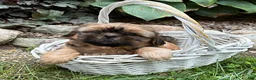 Shih Tzu dogs for sale: Carrli - Ad 3
