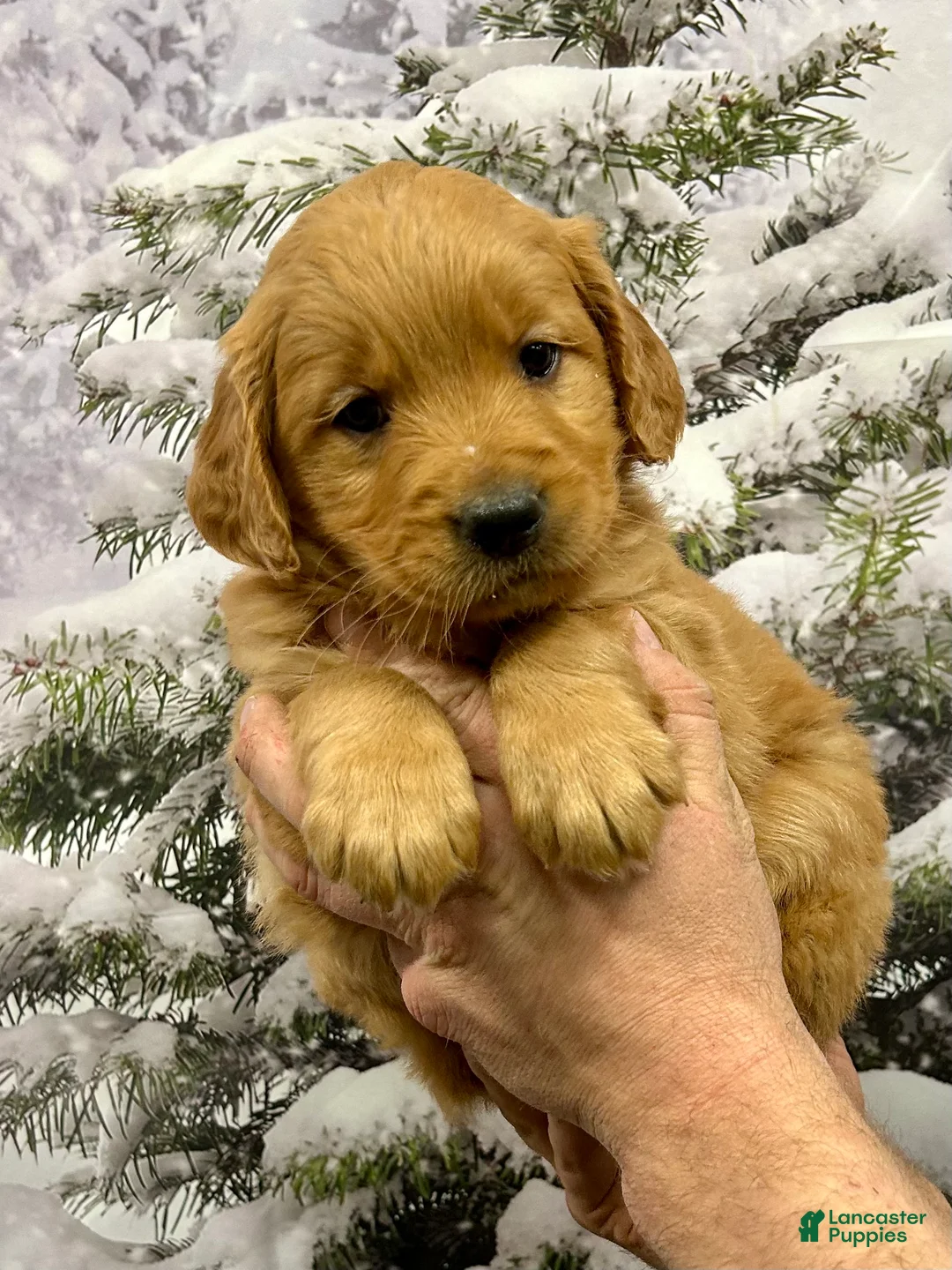 Golden Retriever dogs for sale: Oakley  - Ad 2