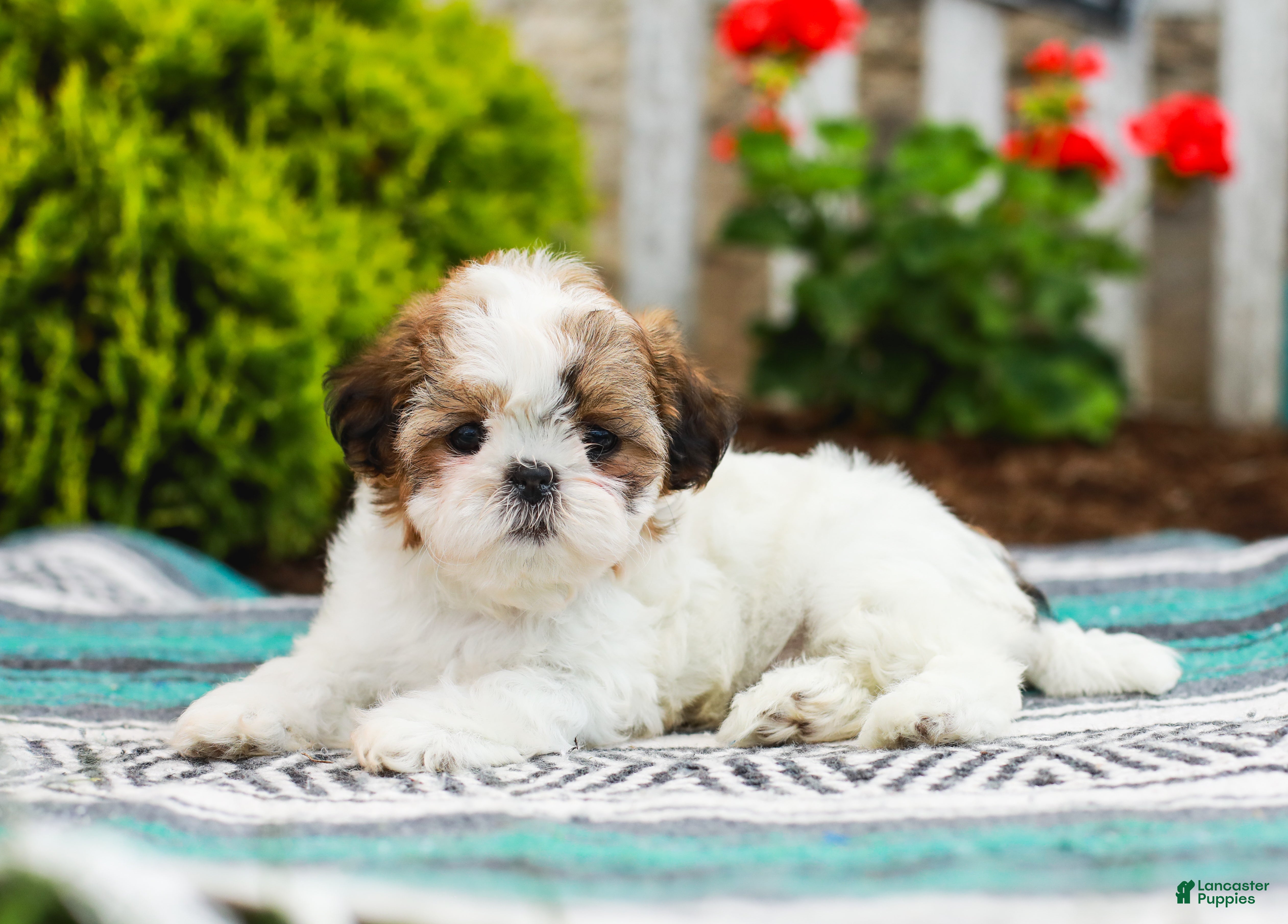 Shih Tzu dogs Bambi (Raised in Home, Crate Trained & Potty Training!) - Ad 2
